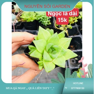Sen đá ngọc lá dài