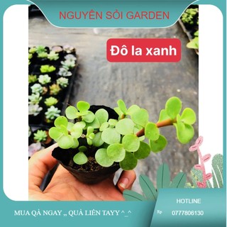 Sen đá đôla xanh