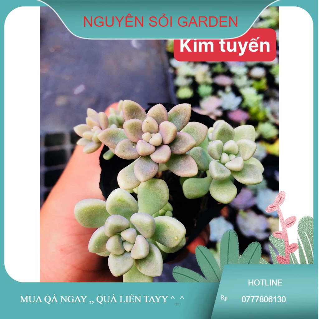 sen đá kim tuyến