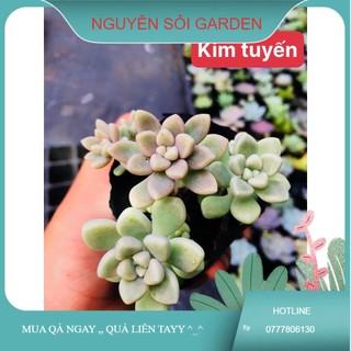 Sen đá kim tuyến