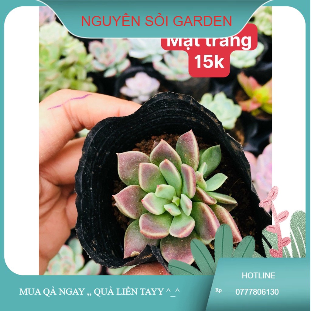 sen đá mặt trăng