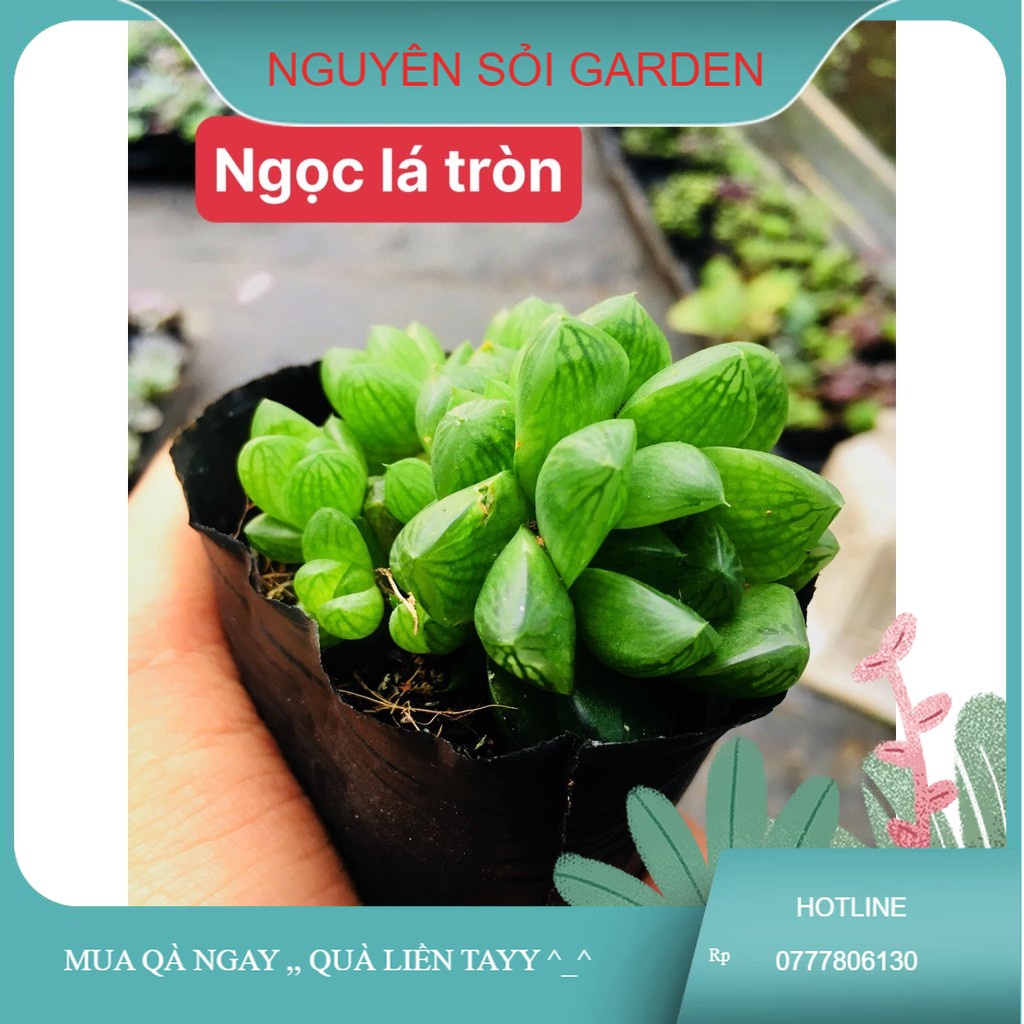 sen đá Ngọc lá tròn