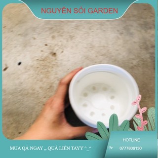 Chậu nhựa 10cm