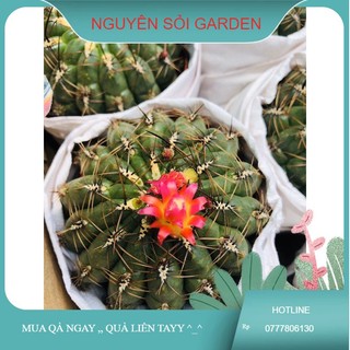 Xương rồng móc câu lớn