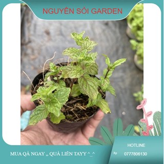 bạc hà mỹ (cây giống)