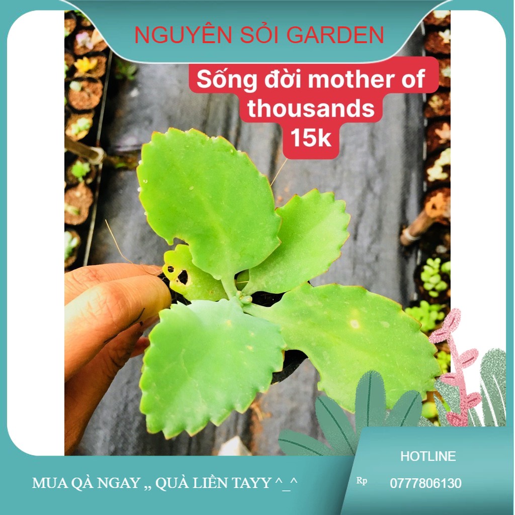 sen đá sống đời moher of thousand