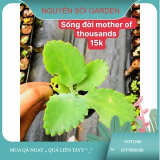 sen đá sống đời moher of thousand
