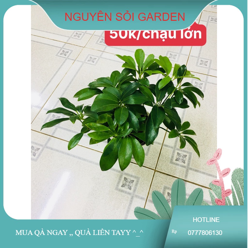 Ngũ gia bì chậu lớn