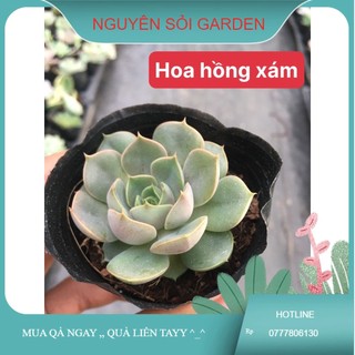 Sen đá hoa hồng xám