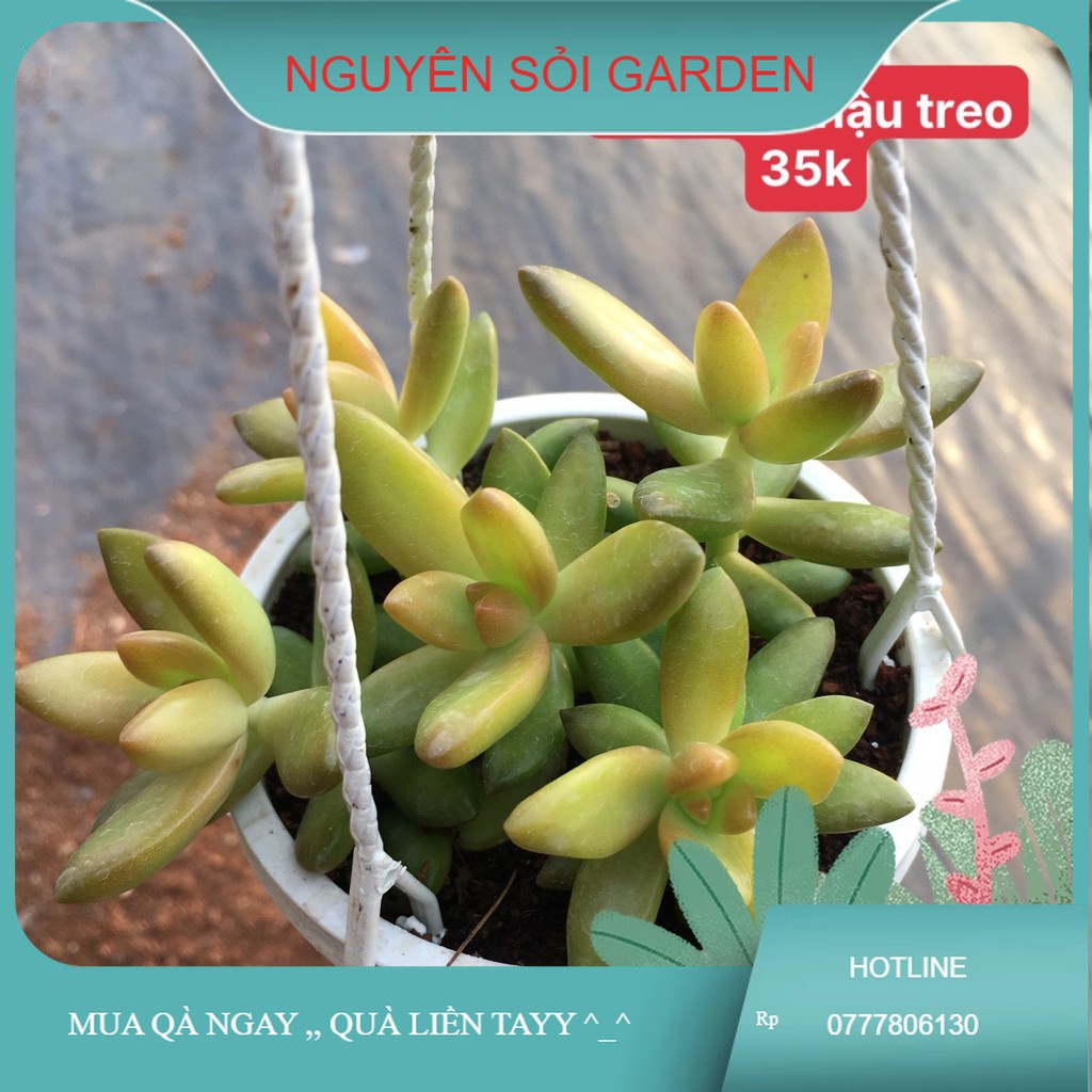 đá cam chậu treo