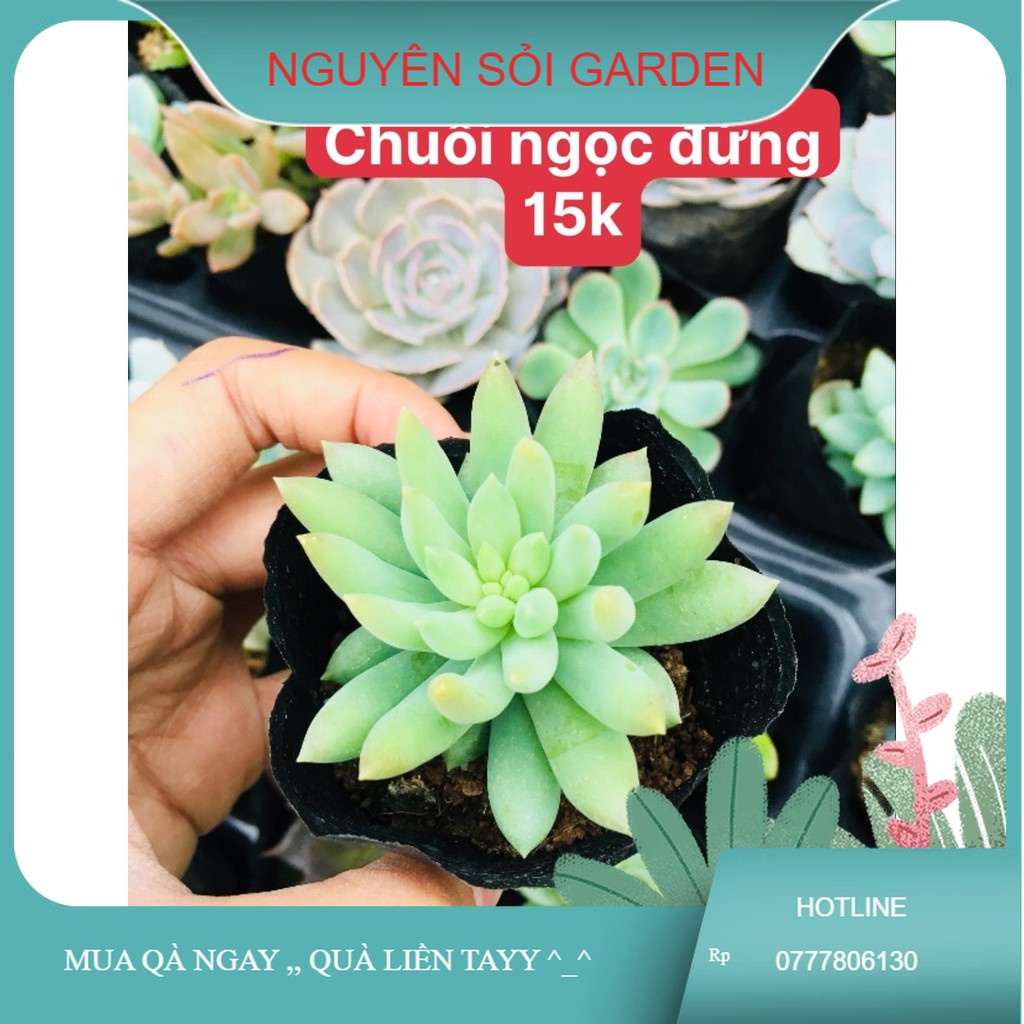 sen đá chuỗi ngọc đứng