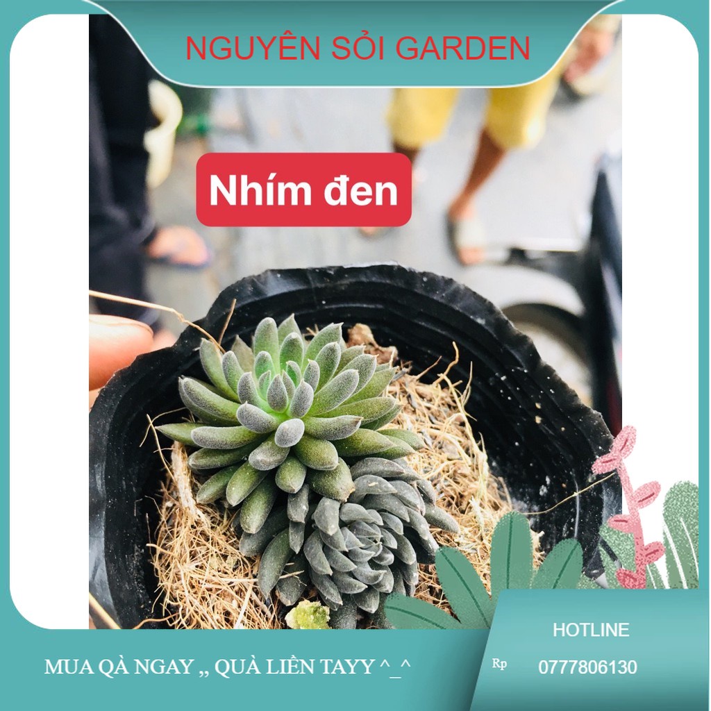 sen đá Nhím đen