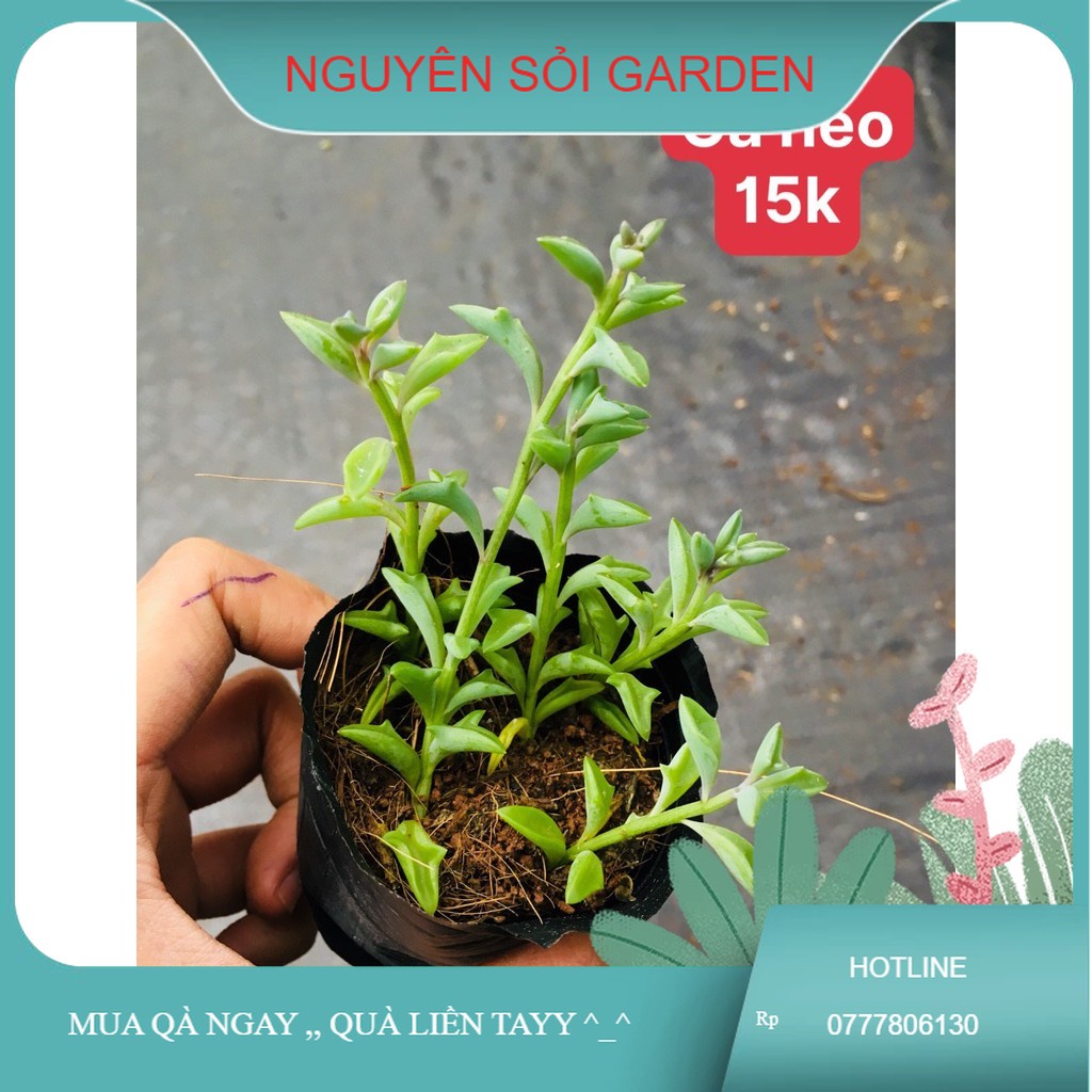 sen đá cá heo