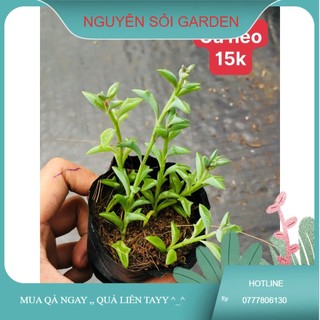 Sen đá cá heo
