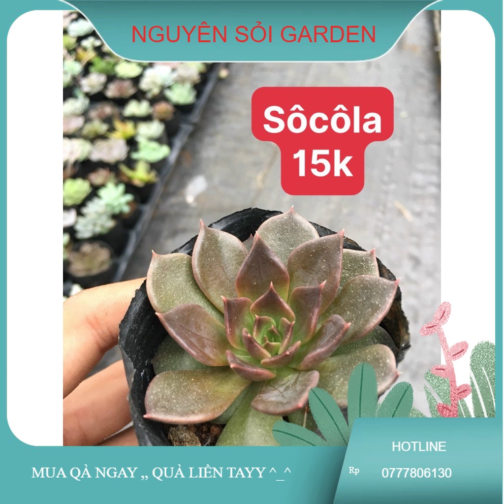 sen đá socola