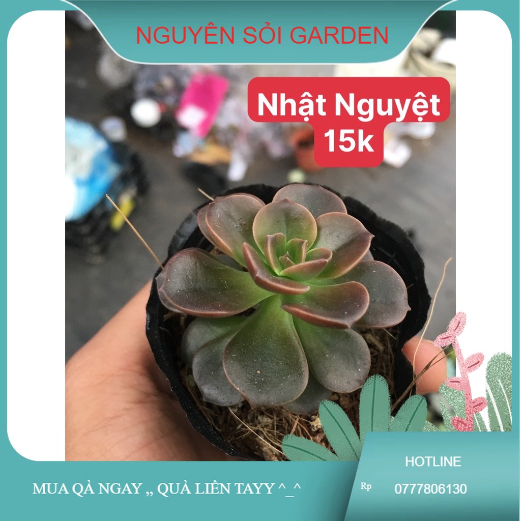 sen đá nhật nguyệt