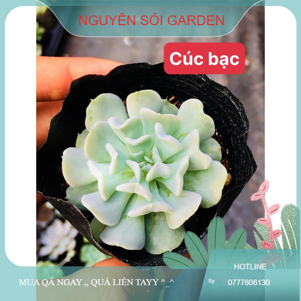 sen đá cúc bạc
