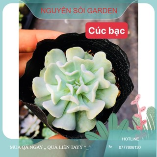 sen đá cúc bạc