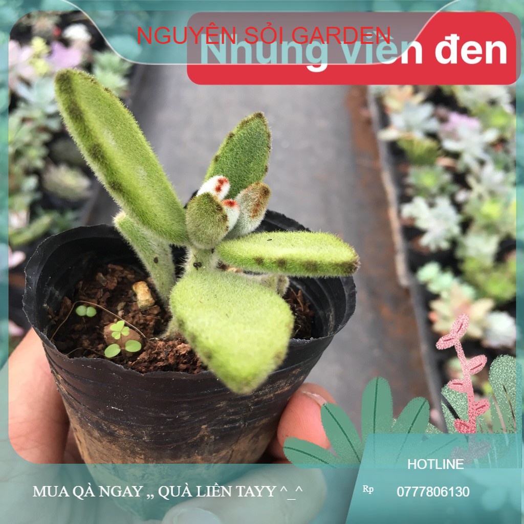 sen đá nhung viền đen