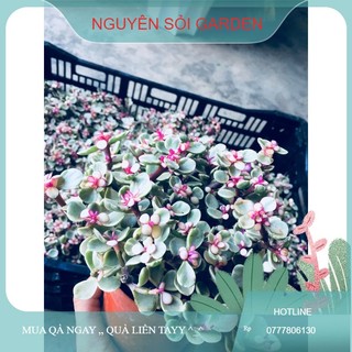 sen đá đôla hồng (giống mới)