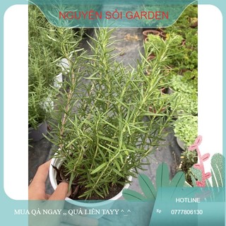 [MUA 5 TẶNG 1] cây hương thảo (rosemary) cây giống dòng f1