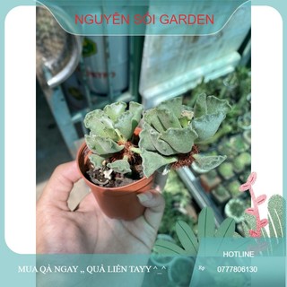 Sen đá hải cẩu