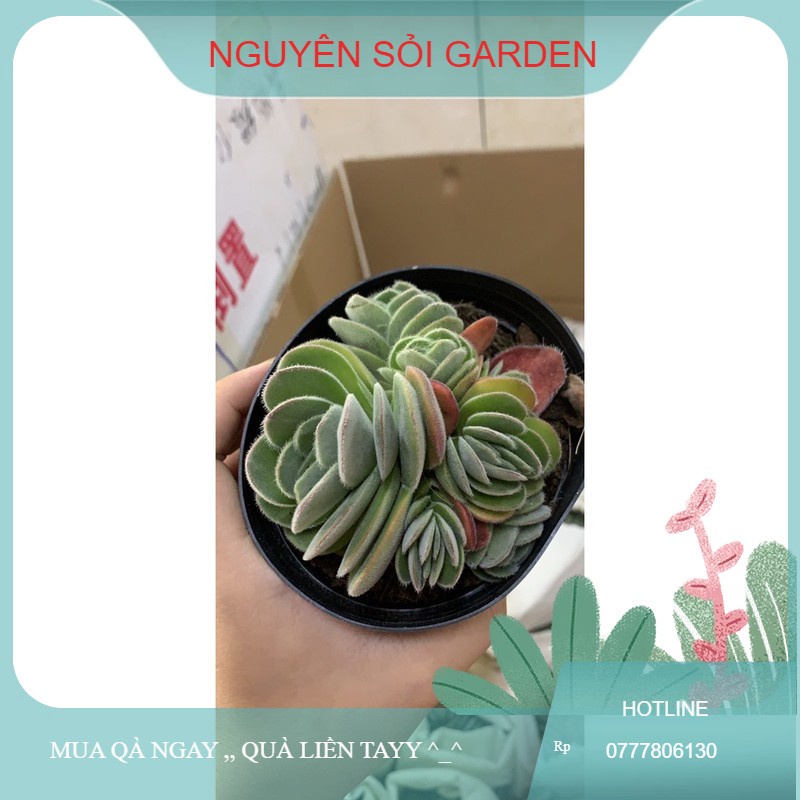 sen đá hến lông (giống mới)