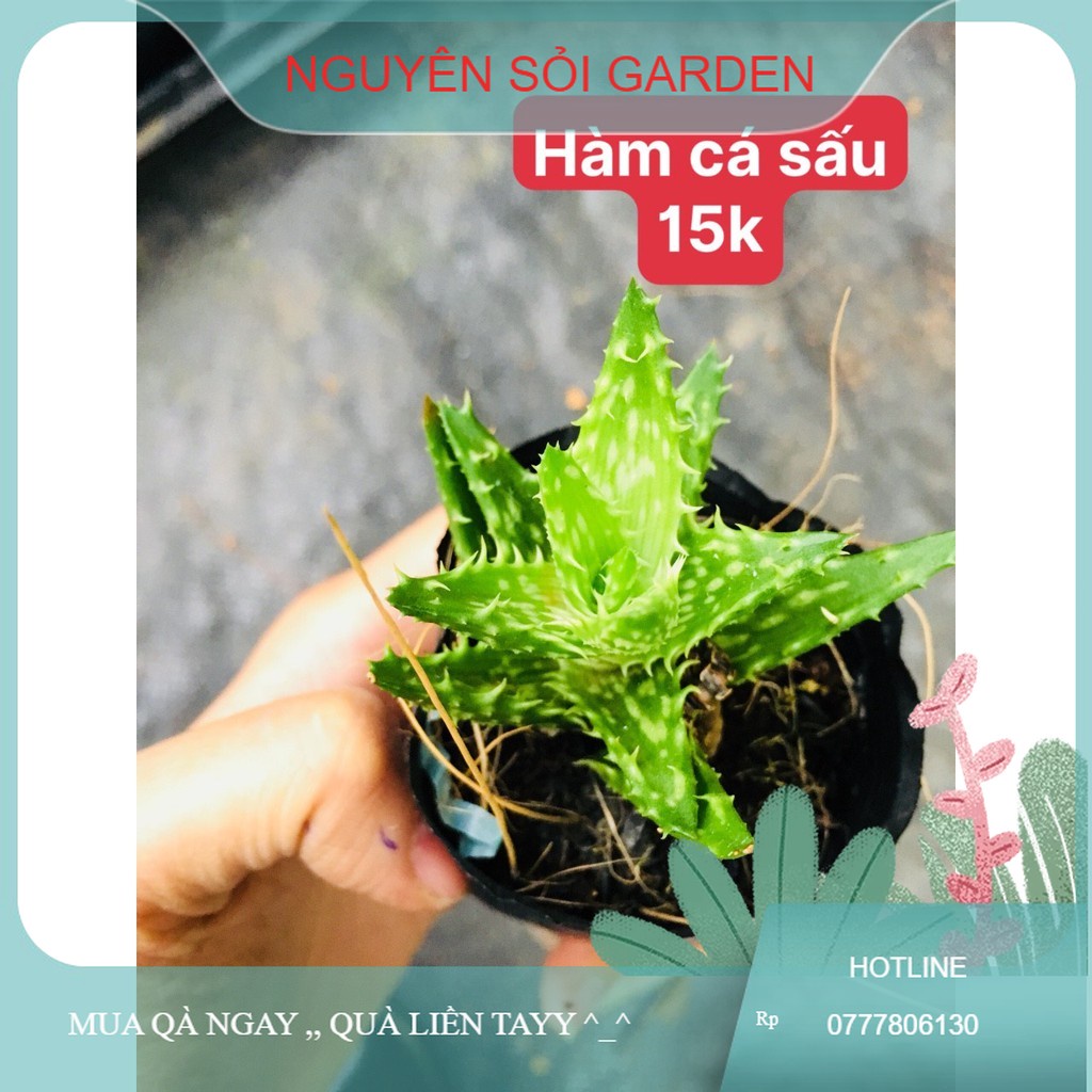 sen đá hàm cá sấu