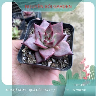 sen đá đế vương giá rẻ (số lượng có hạn)