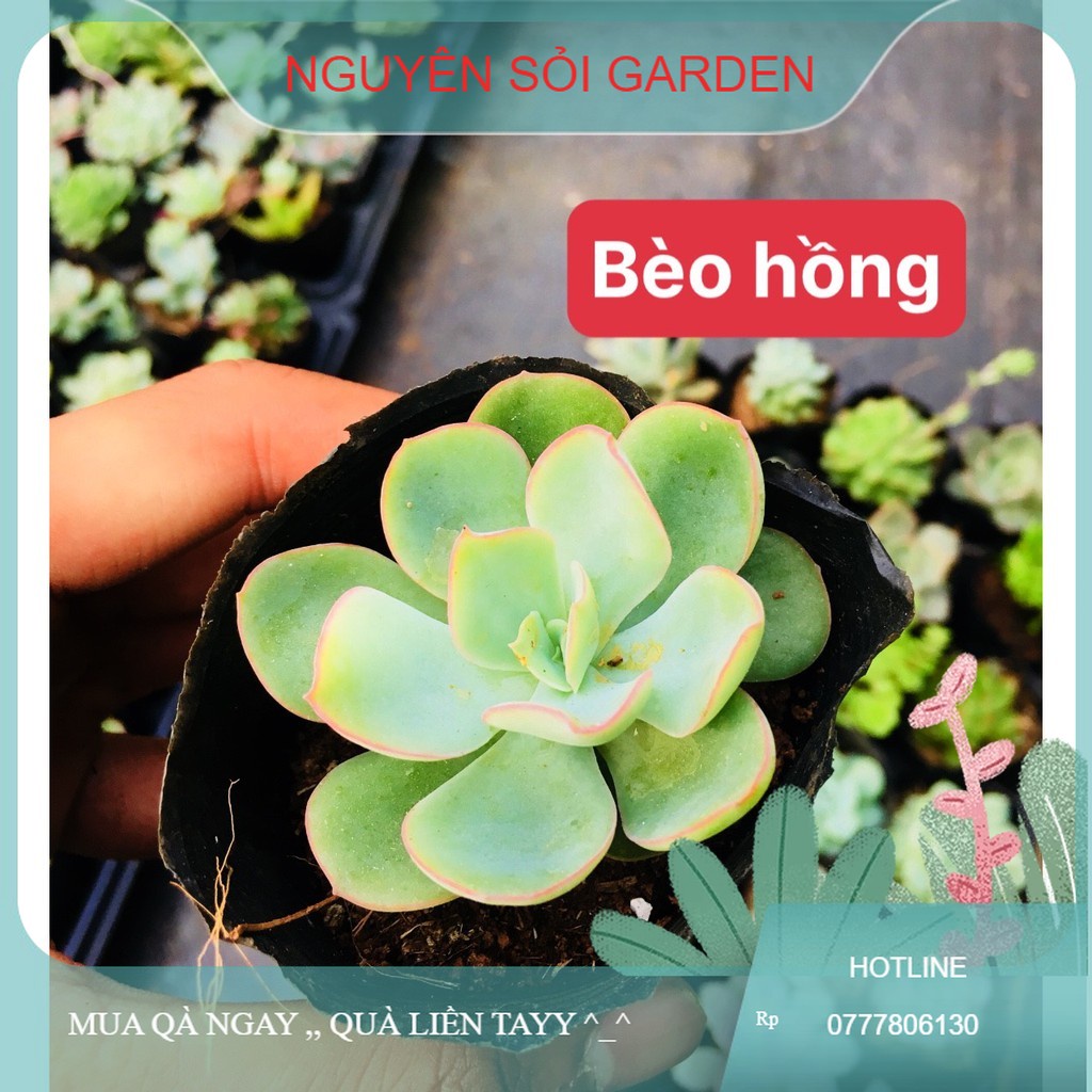 sen đá bèo hồng