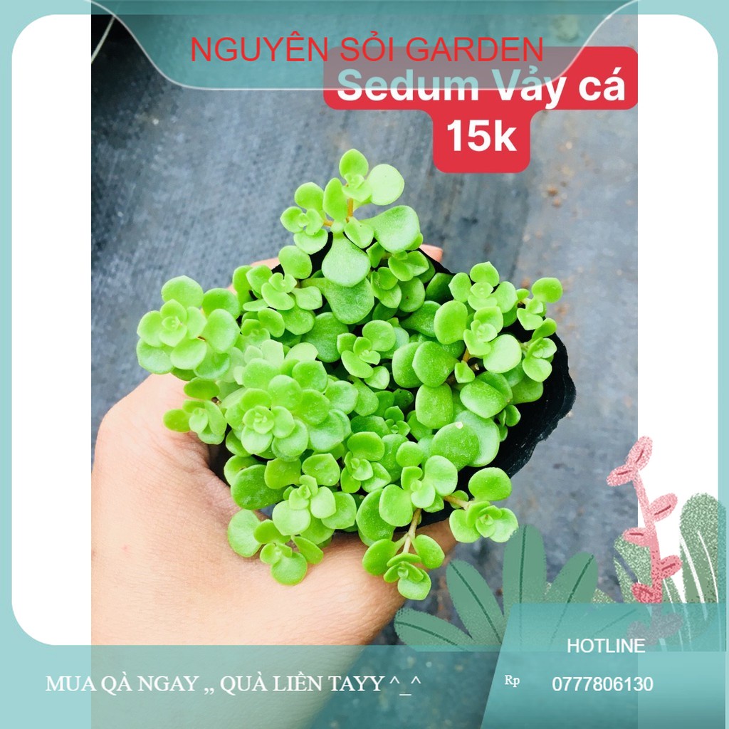 sen đá sedum vảy cá