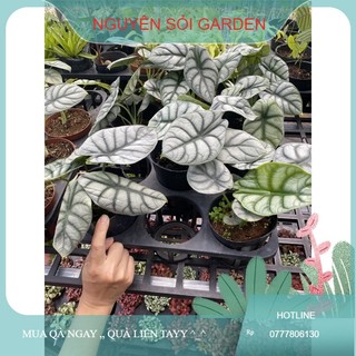 cây rồng bạc (alocasia sliver dragon)