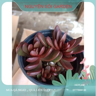 sen đá bướm đỏ (giống mới )
