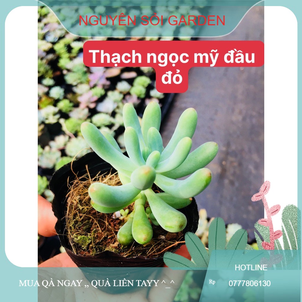 sen đá thạch ngọc mỹ đầu đỏ