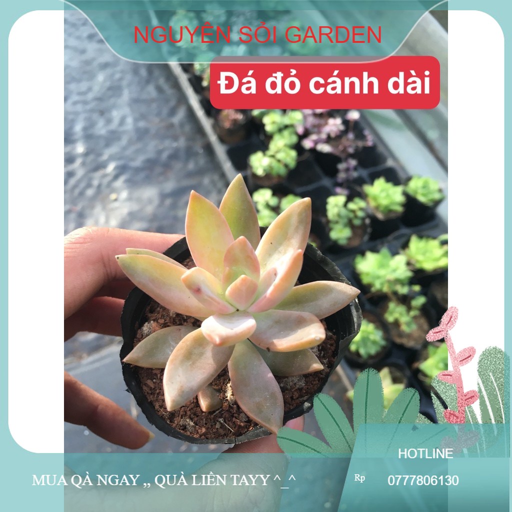 sen đá đá đỏ cánh dài
