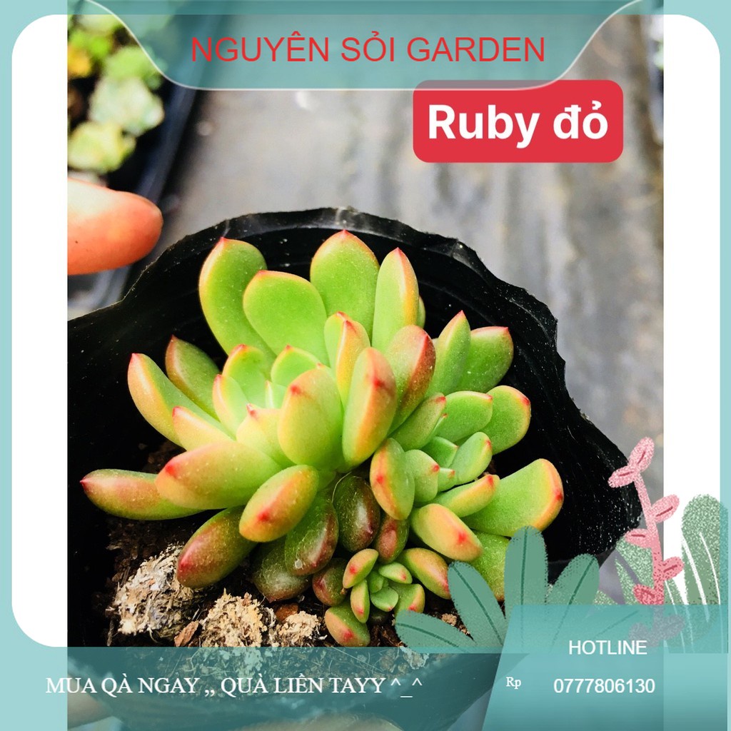 sen đá ruby đỏ