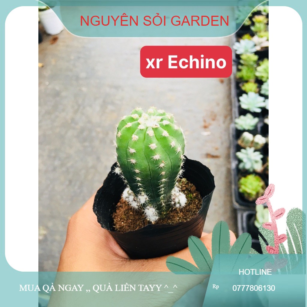 xương rồng echino