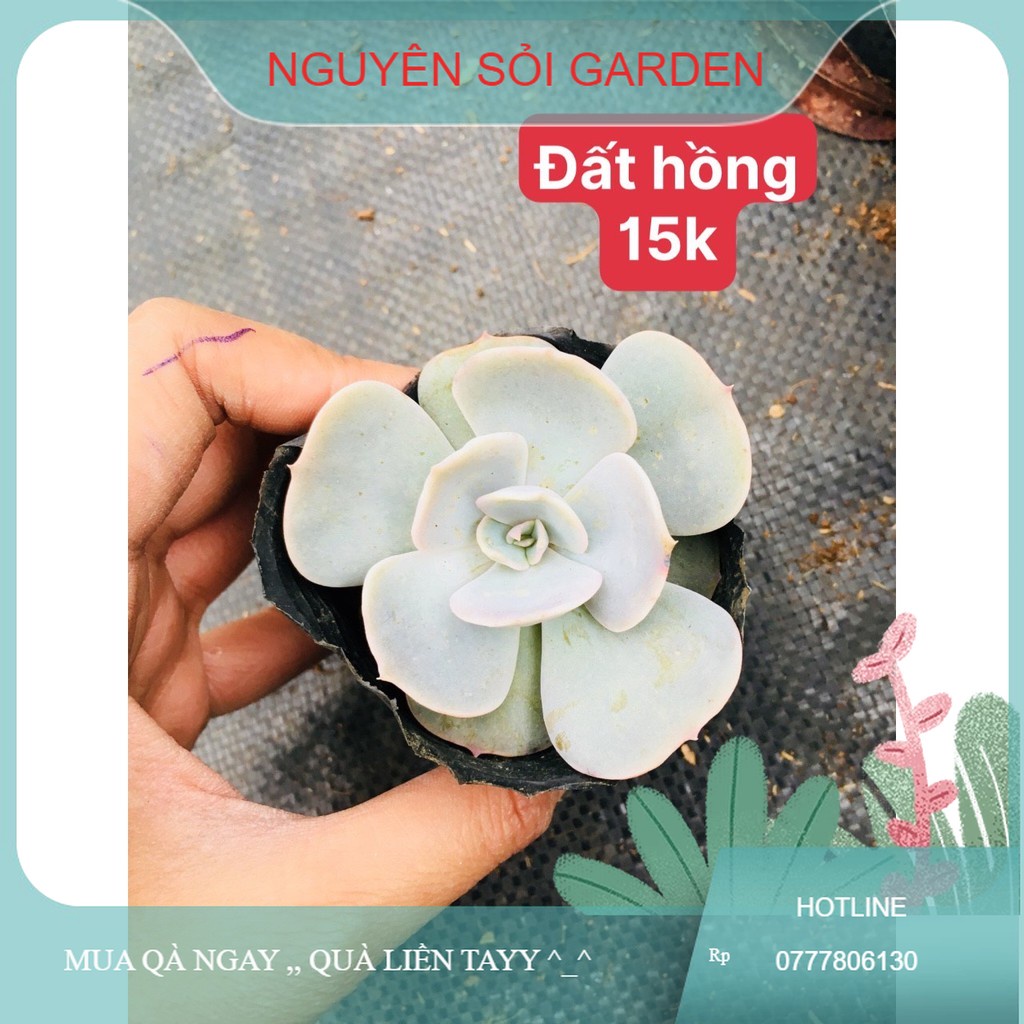 sen đá đất hồng