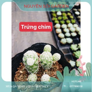 Sen đá trứng chim