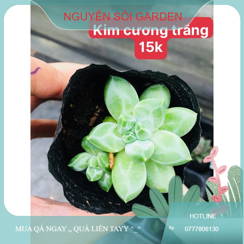sen đá kim cương trắng