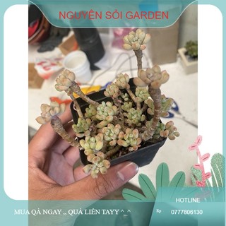 sen đá sỏi thiên thanh kẹo (giống mới ,, có mùi thơm)