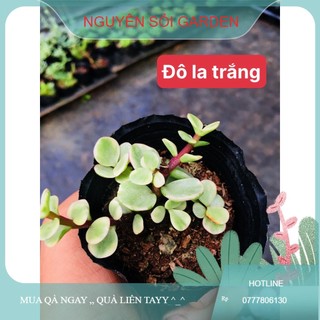 Sen đá đô la trắng