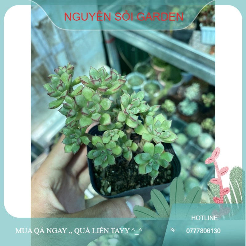 sen đá viền hồng thụ mini (hàng thuần -giống mới )