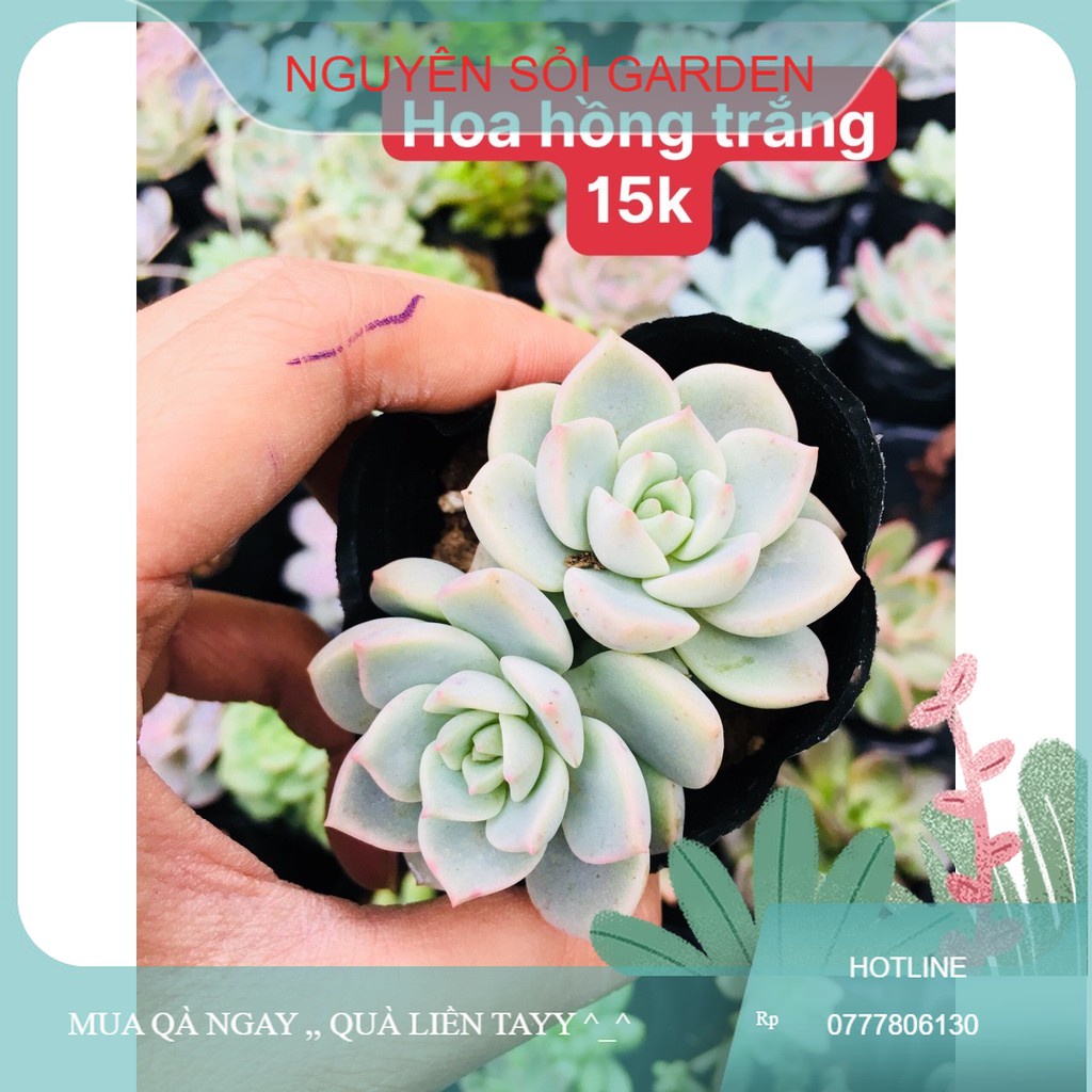 sen đá hoa hồng trắng