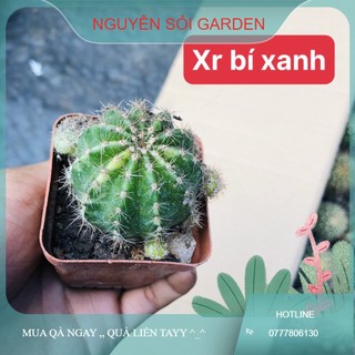 xương rồng bí xanh