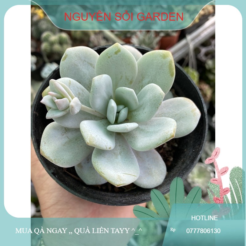 sen đá lauis (giống mới) (đã thuần)