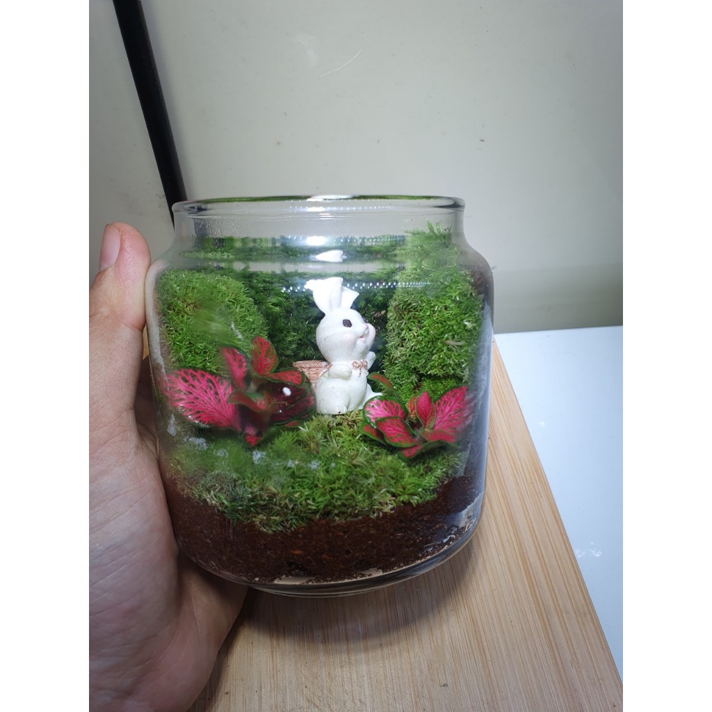 Combo làm bình Terrarium mini