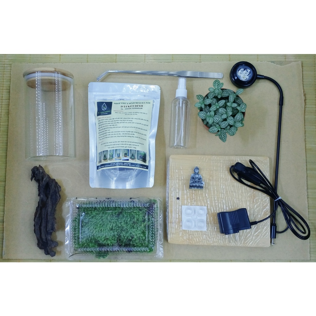 Set combo tự set up bình  Terrarium
