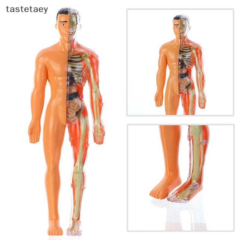 Tast anatomy Mô Hình Cơ Thể Người Có Thể Tháo Rời Cho Trẻ Em