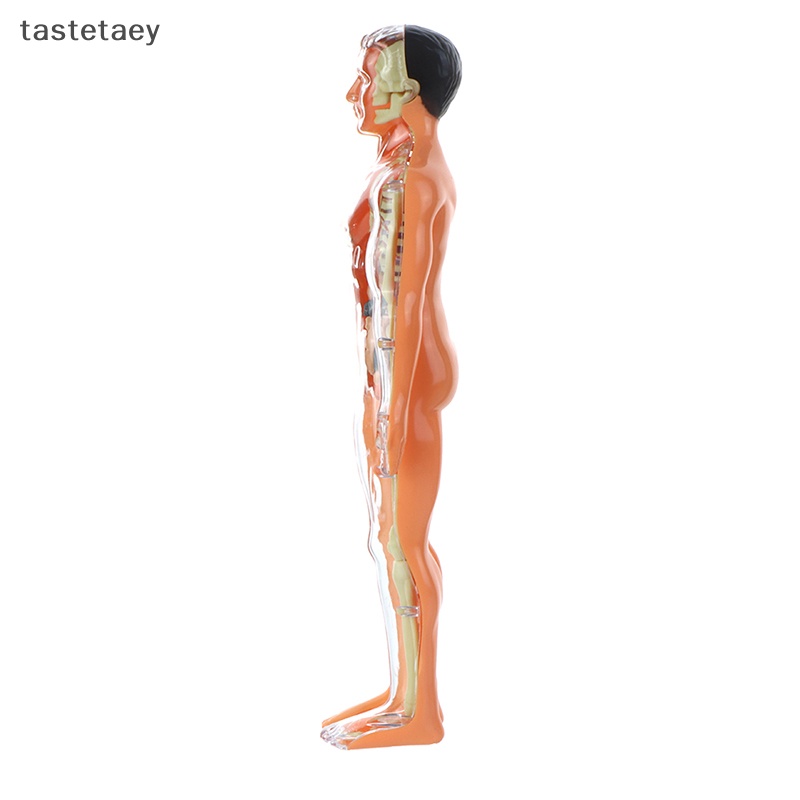 Tast anatomy Mô Hình Cơ Thể Người Có Thể Tháo Rời Cho Trẻ Em